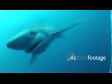 Shark Blue 3 1315